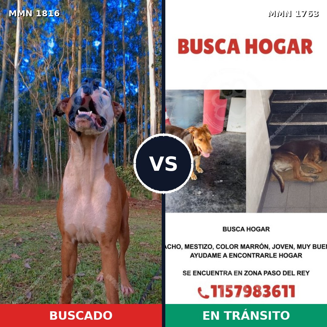 Comparativa MMS 39884: mascota perdida y mascota encontrada, 52% de similitud