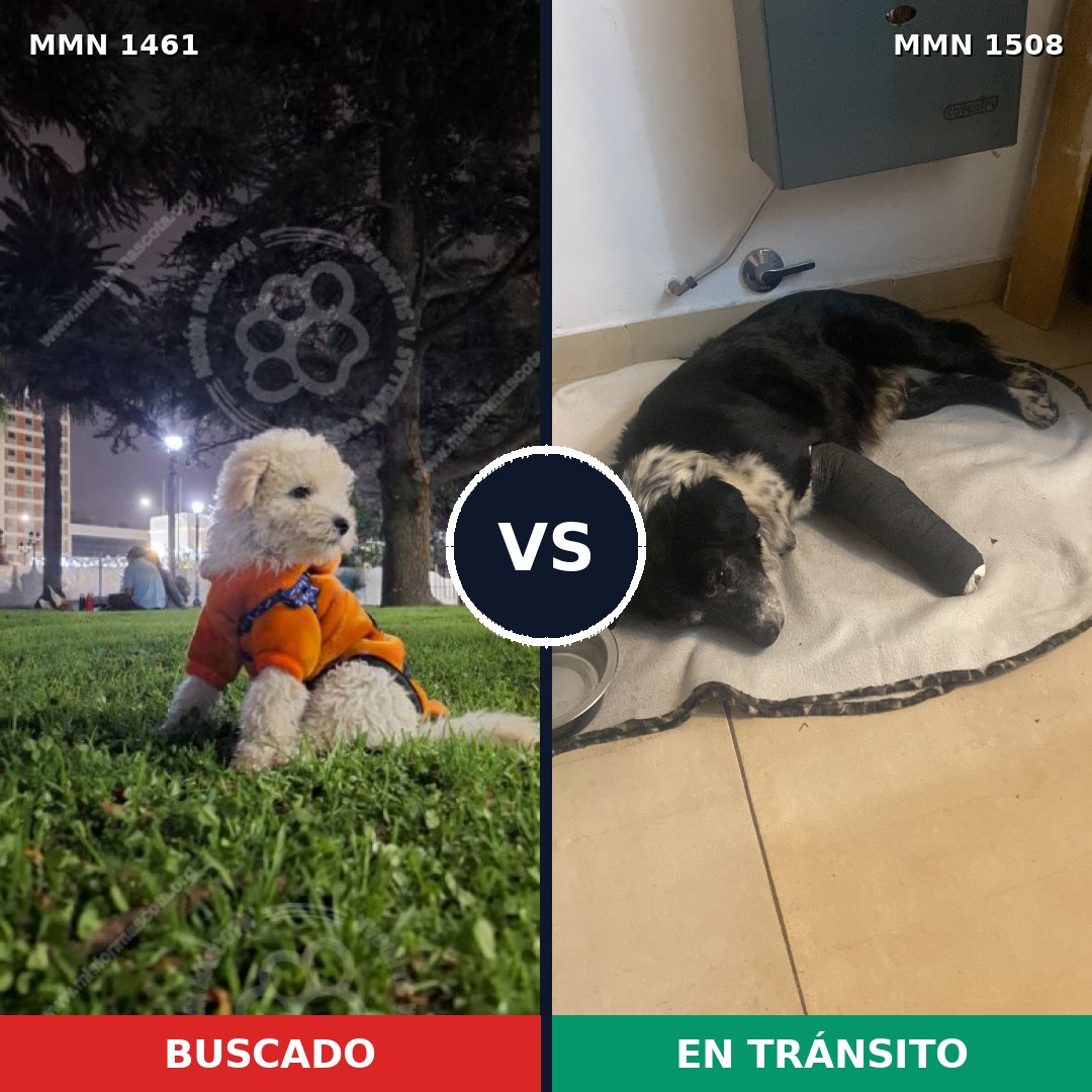 Comparativa MMS 39886: mascota perdida y mascota encontrada, 38% de similitud