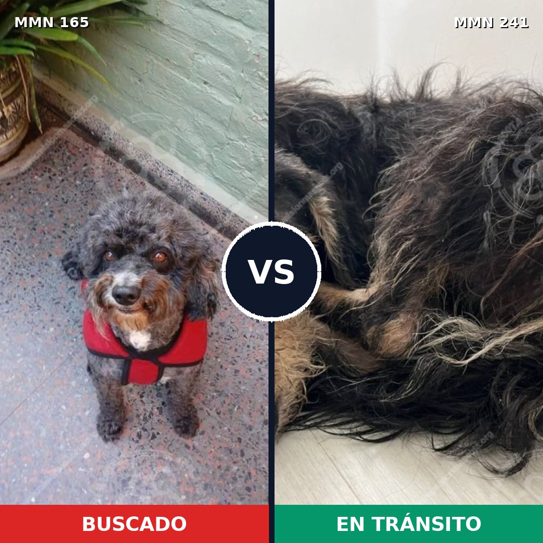 Comparativa MMS 3989: mascota perdida y mascota encontrada, 10% de similitud