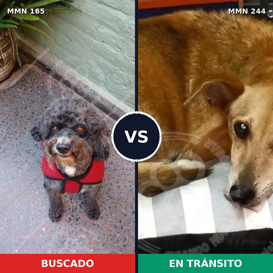 Comparativa MMS 3990: mascota perdida y mascota encontrada, 55% de similitud