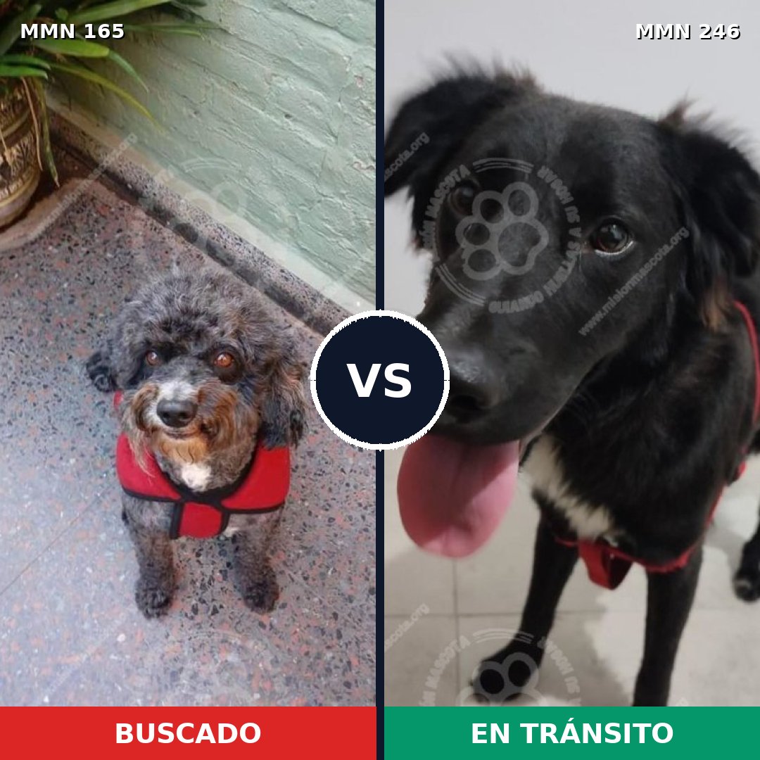 Comparativa MMS 3992: mascota perdida y mascota encontrada, 32% de similitud