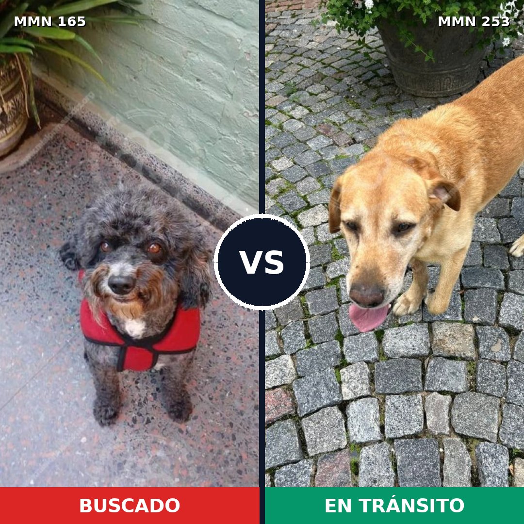 Comparativa MMS 3993: mascota perdida y mascota encontrada, 8% de similitud