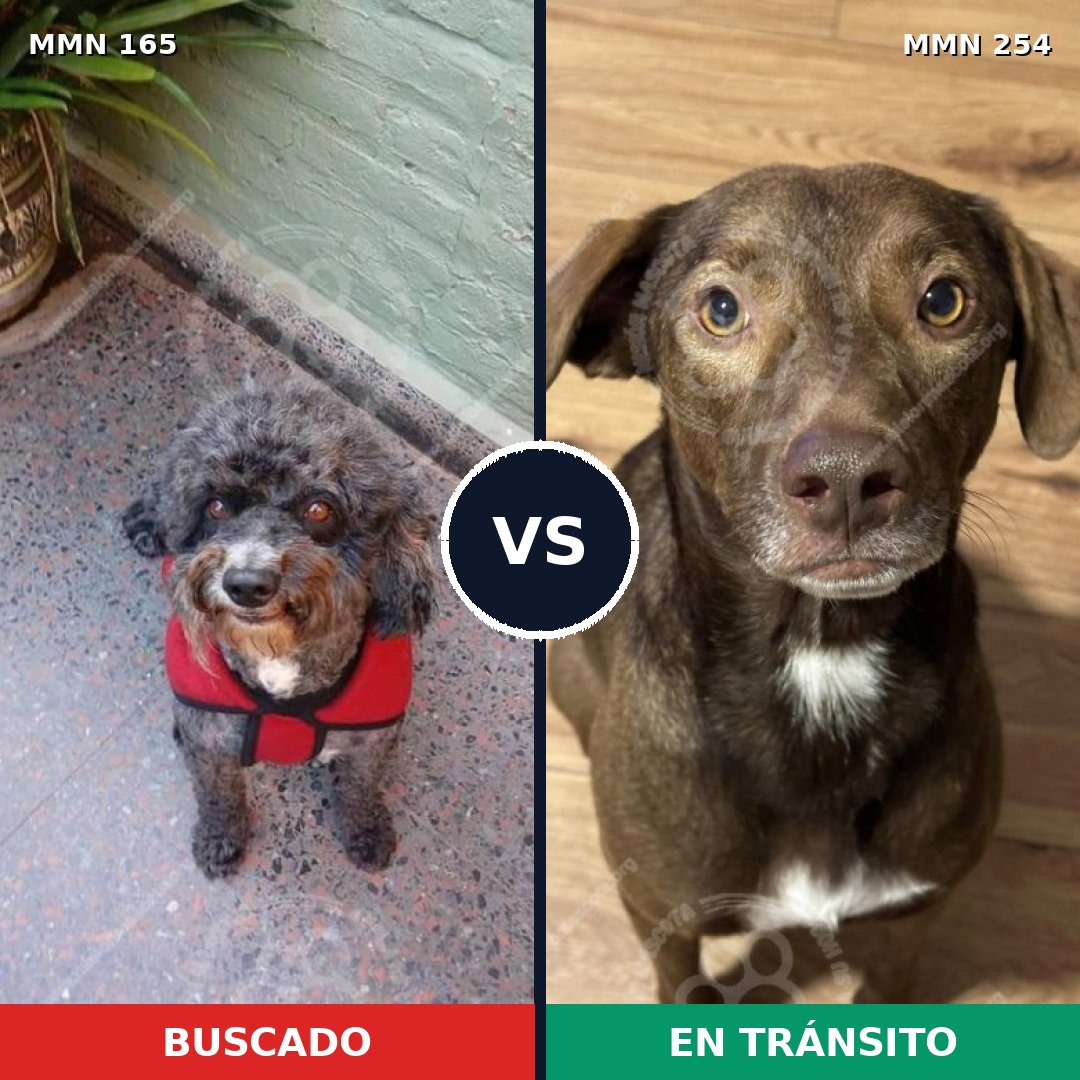 Comparativa MMS 3994: mascota perdida y mascota encontrada, 55% de similitud