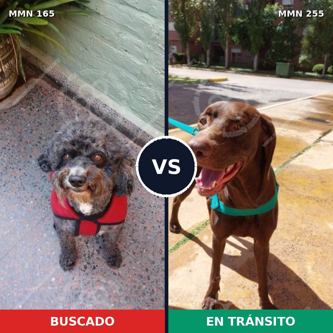 Comparativa MMS 3995: mascota perdida y mascota encontrada, 4% de similitud