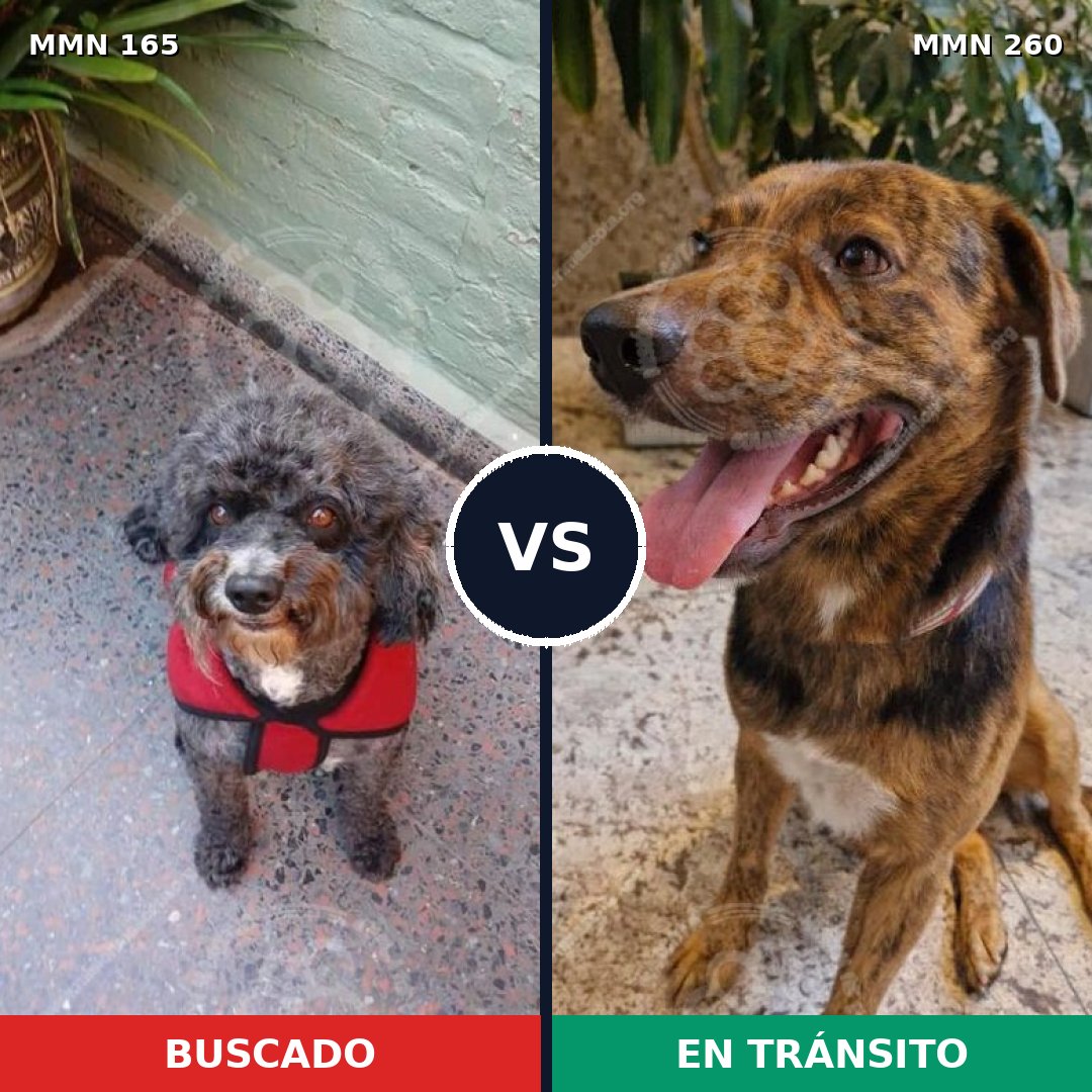Comparativa MMS 3996: mascota perdida y mascota encontrada, 8% de similitud