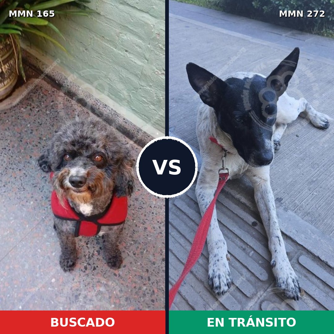 Comparativa MMS 3997: mascota perdida y mascota encontrada, 23% de similitud
