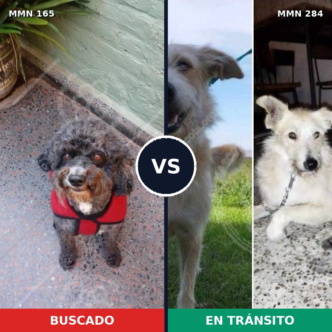 Comparativa MMS 3999: mascota perdida y mascota encontrada, 54% de similitud
