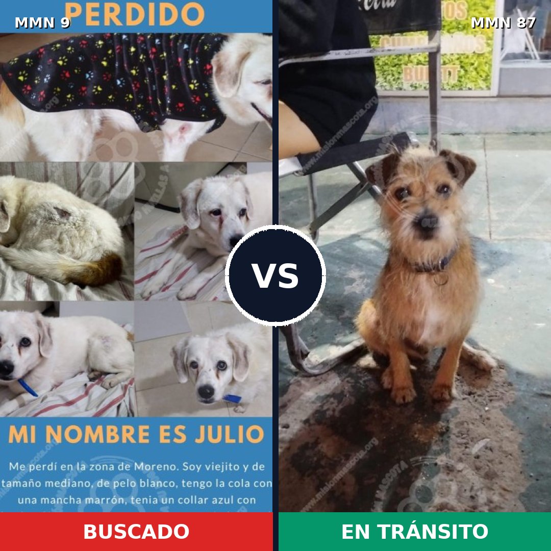 Comparativa MMS 400: mascota perdida y mascota encontrada, 75% de similitud
