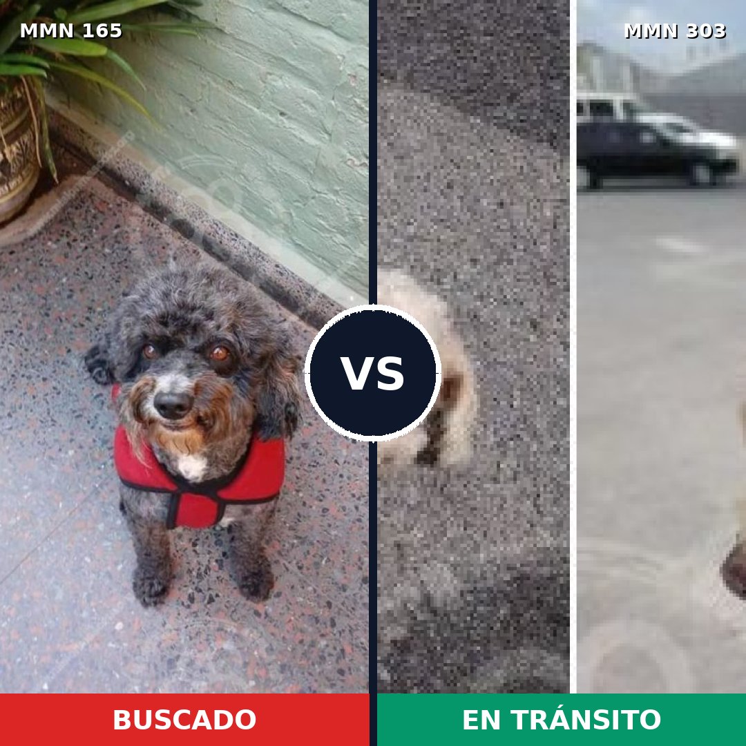Comparativa MMS 4000: mascota perdida y mascota encontrada, 23% de similitud