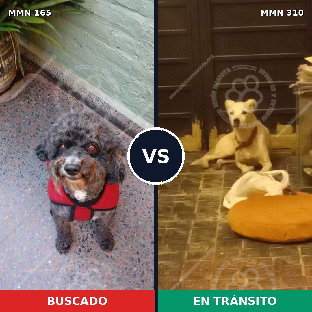 Comparativa MMS 4001: mascota perdida y mascota encontrada, 32% de similitud