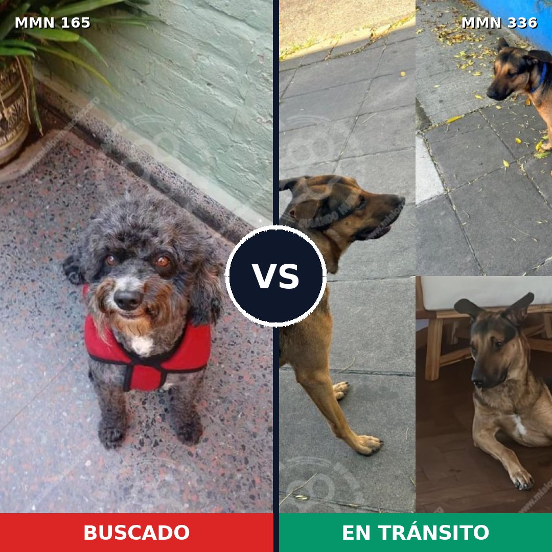 Comparativa MMS 4003: mascota perdida y mascota encontrada, 59% de similitud