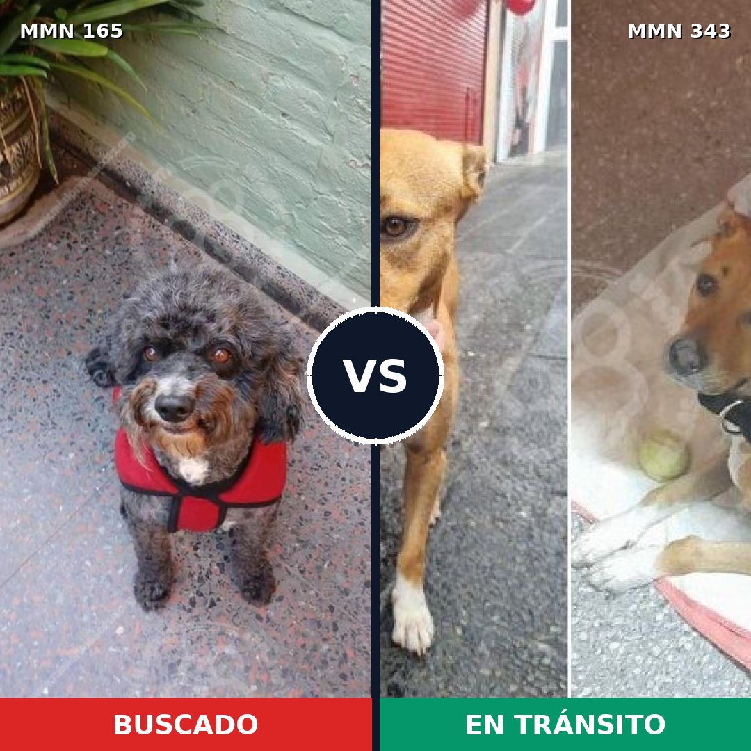 Comparativa MMS 4004: mascota perdida y mascota encontrada, 29% de similitud