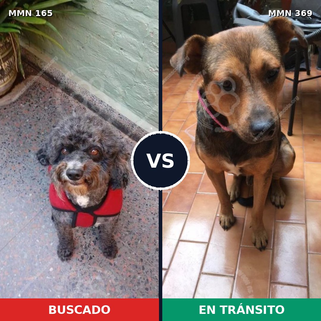 Comparativa MMS 4005: mascota perdida y mascota encontrada, 57% de similitud