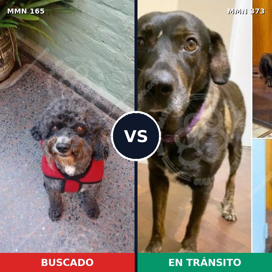 Comparativa MMS 4006: mascota perdida y mascota encontrada, 57% de similitud