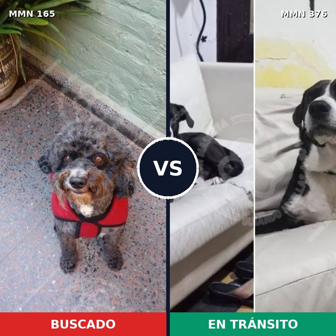 Comparativa MMS 4007: mascota perdida y mascota encontrada, 73% de similitud