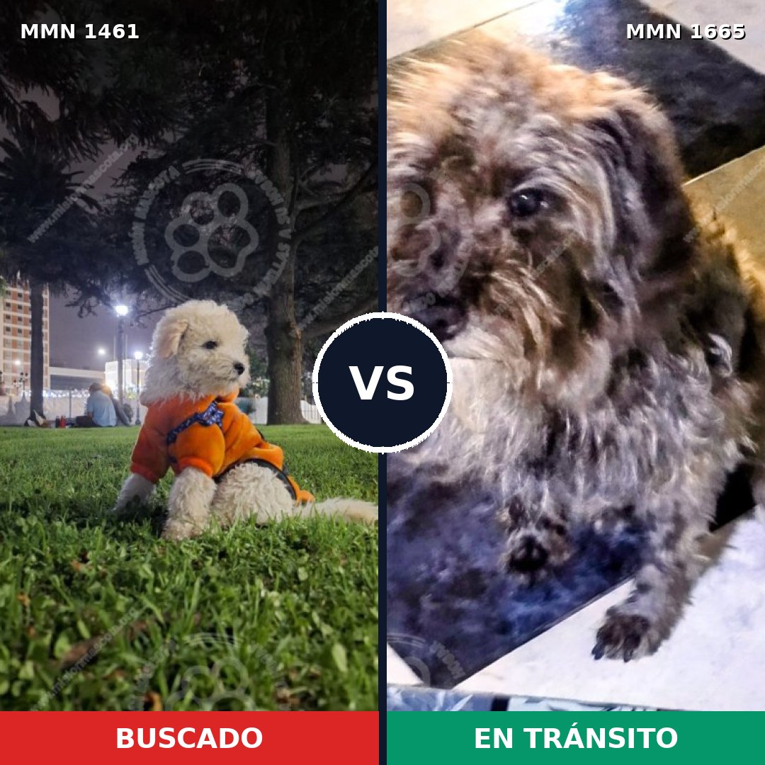Comparativa MMS 40083: mascota perdida y mascota encontrada, 24% de similitud
