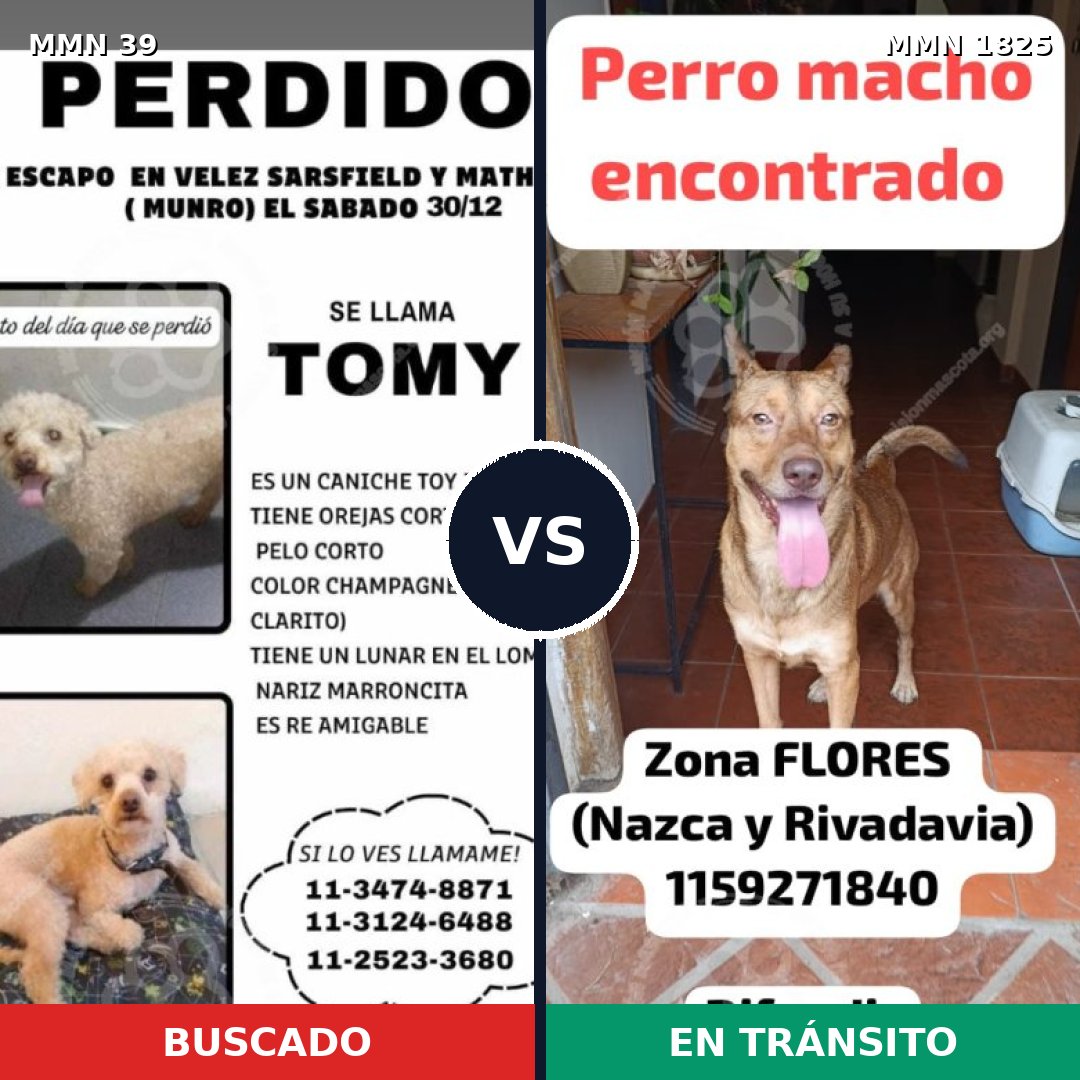 Comparativa MMS 40084: mascota perdida y mascota encontrada, 27% de similitud