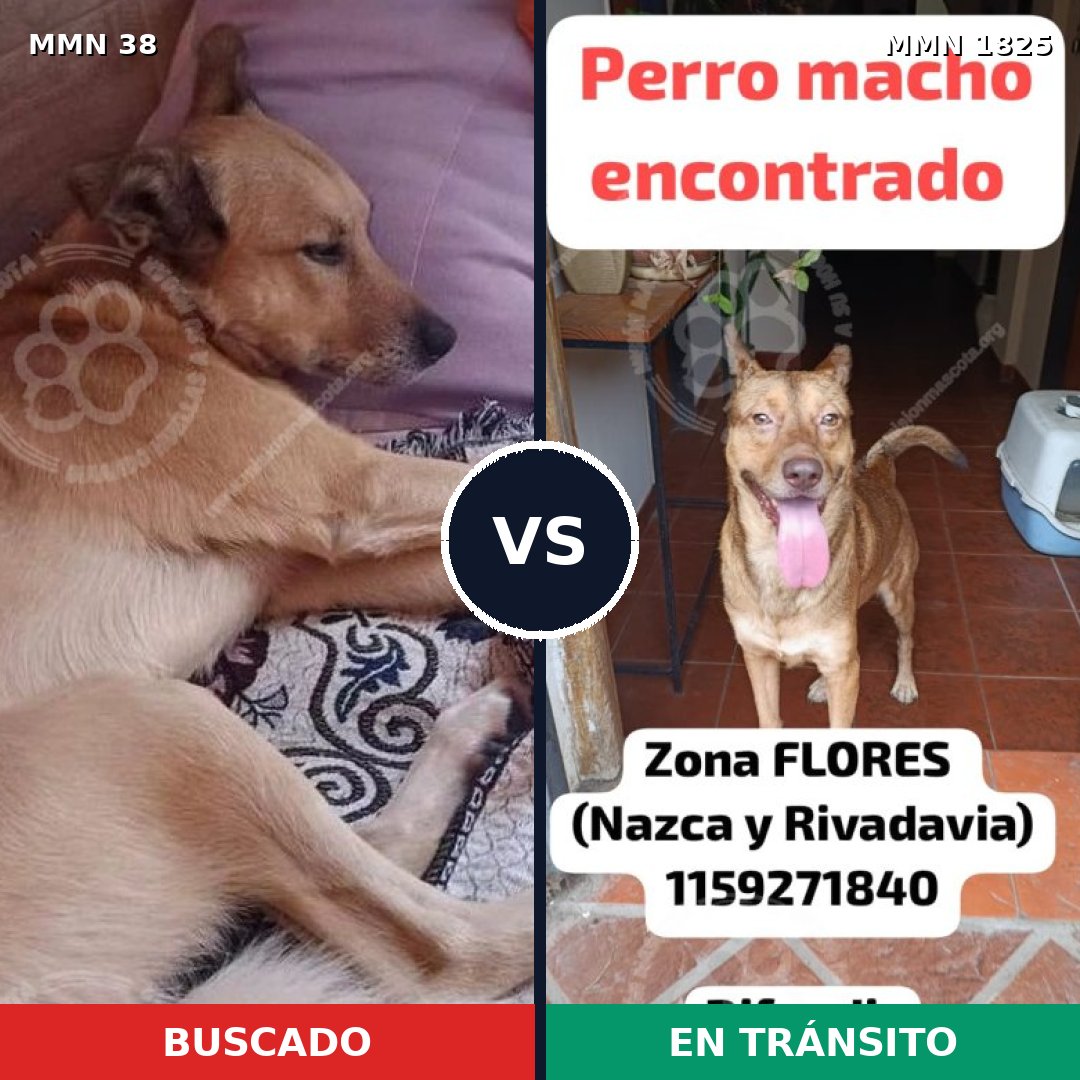 Comparativa MMS 40085: mascota perdida y mascota encontrada, 71% de similitud