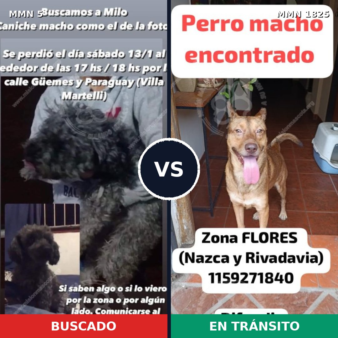 Comparativa MMS 40087: mascota perdida y mascota encontrada, 38% de similitud