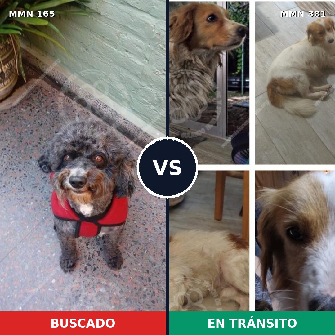 Comparativa MMS 4009: mascota perdida y mascota encontrada, 31% de similitud