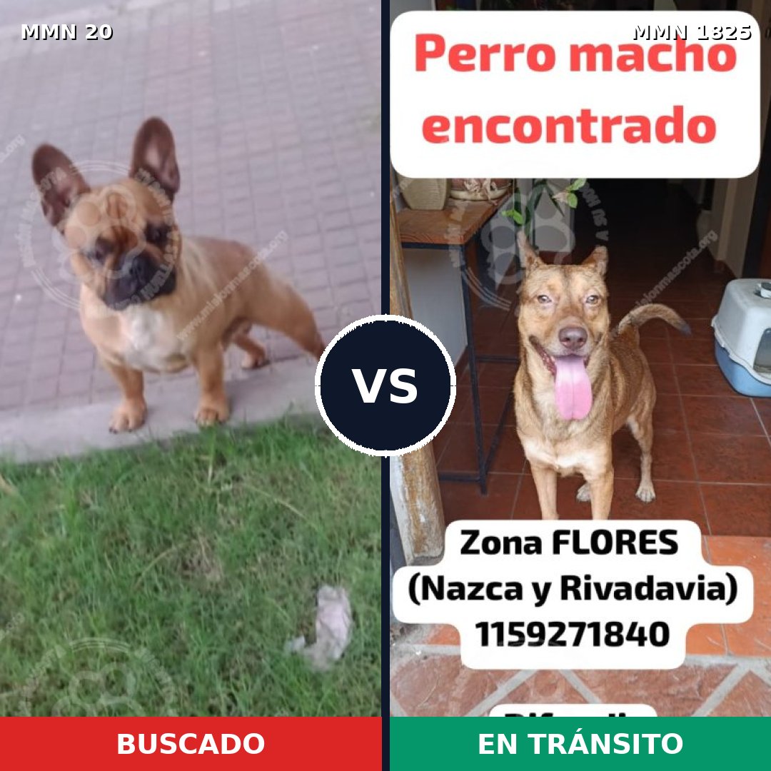 Comparativa MMS 40092: mascota perdida y mascota encontrada, 40% de similitud