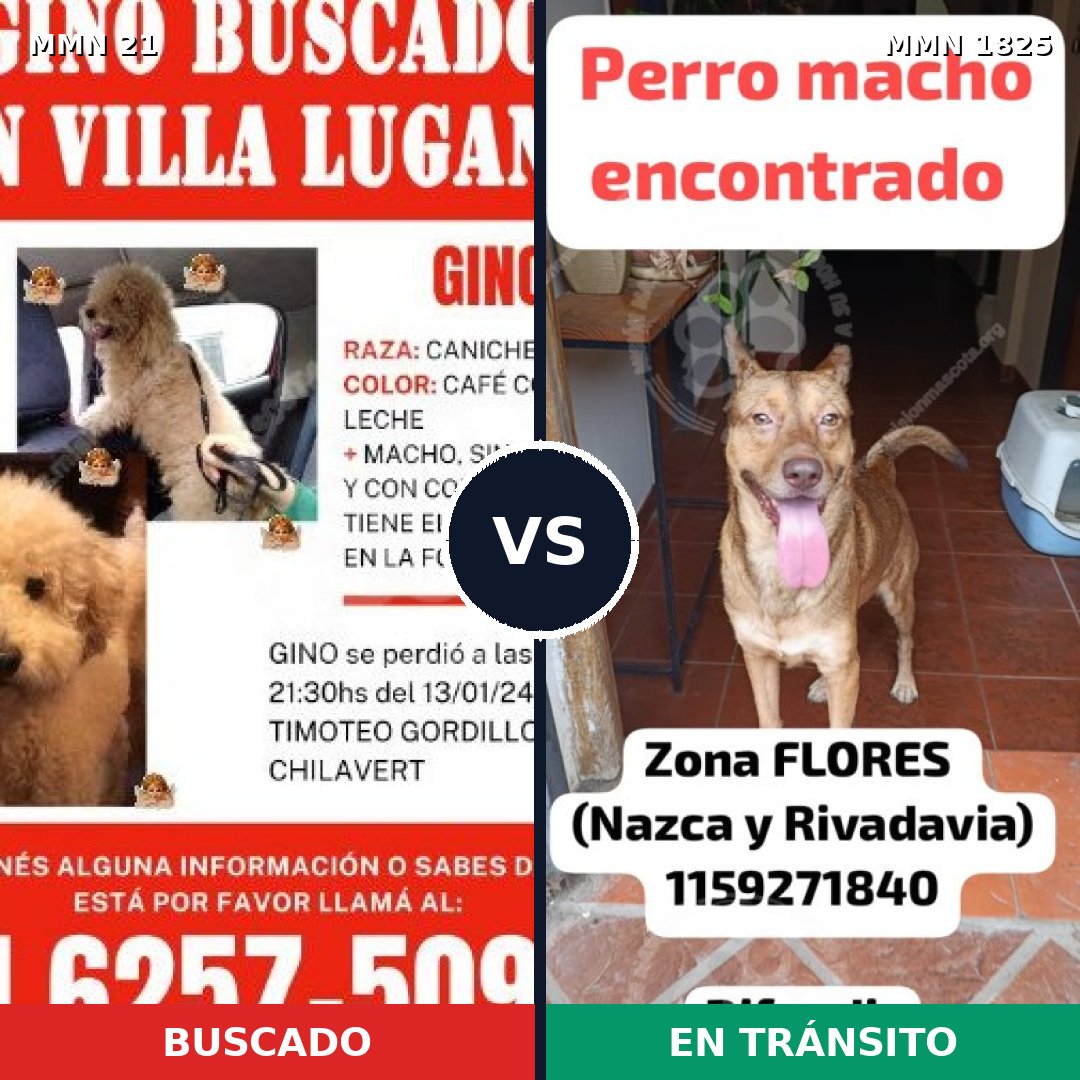 Comparativa MMS 40093: mascota perdida y mascota encontrada, 40% de similitud