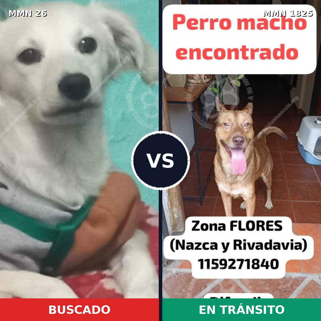 Comparativa MMS 40095: mascota perdida y mascota encontrada, 57% de similitud