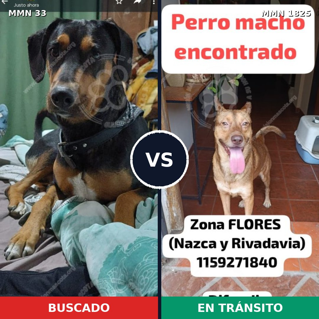 Comparativa MMS 40096: mascota perdida y mascota encontrada, 54% de similitud