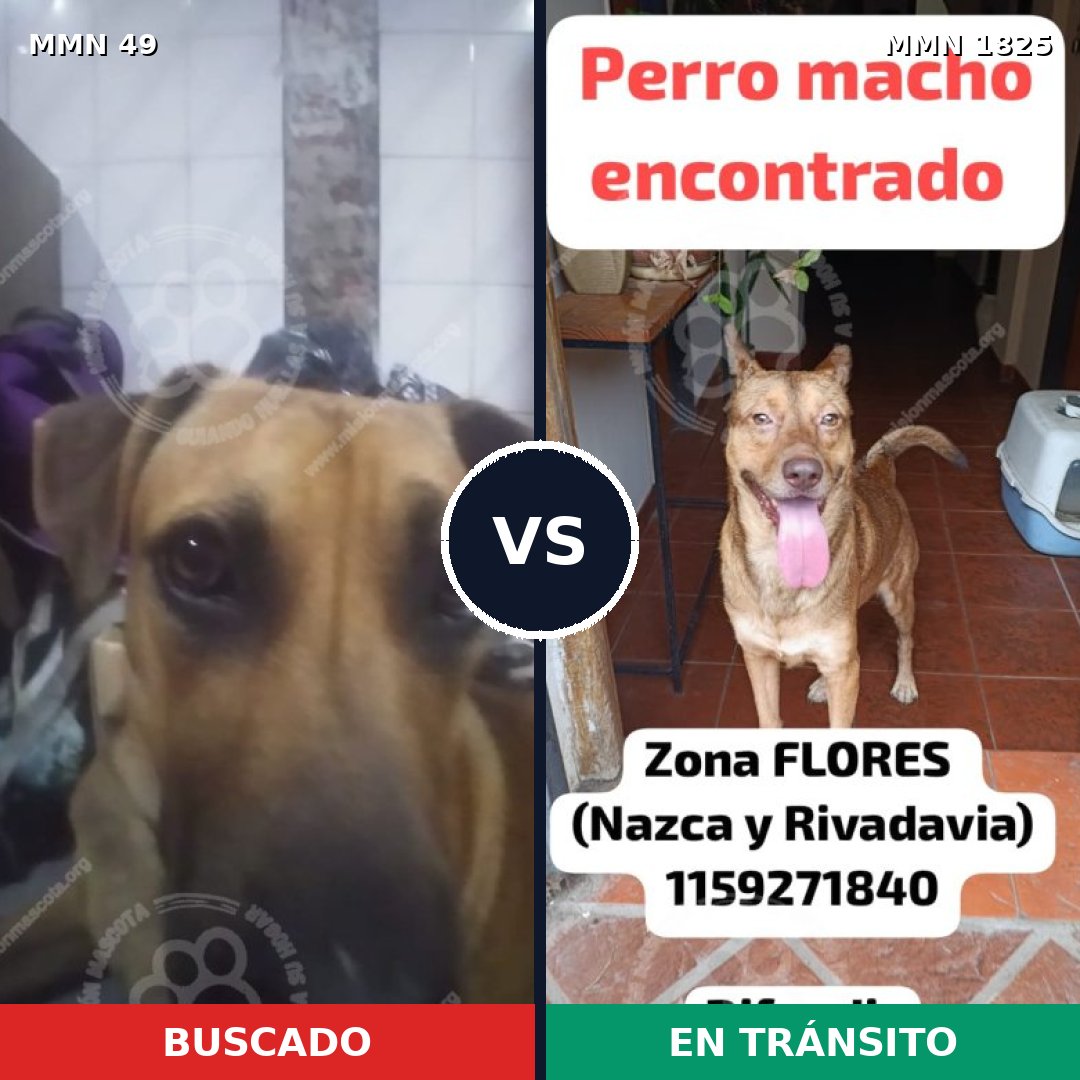 Comparativa MMS 40098: mascota perdida y mascota encontrada, 51% de similitud