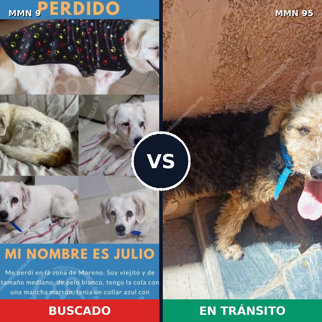 Comparativa MMS 401: mascota perdida y mascota encontrada, 68% de similitud