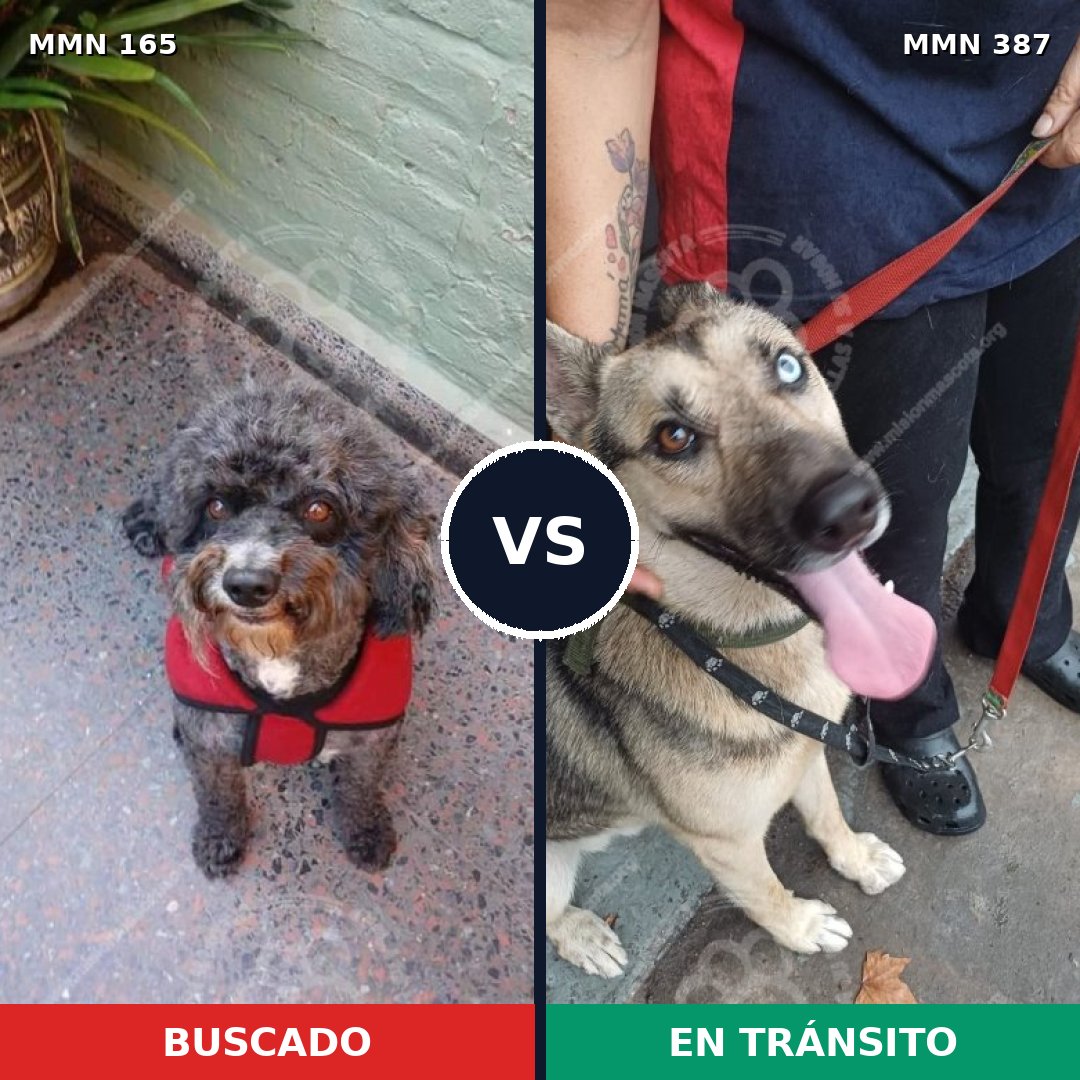 Comparativa MMS 4010: mascota perdida y mascota encontrada, 57% de similitud