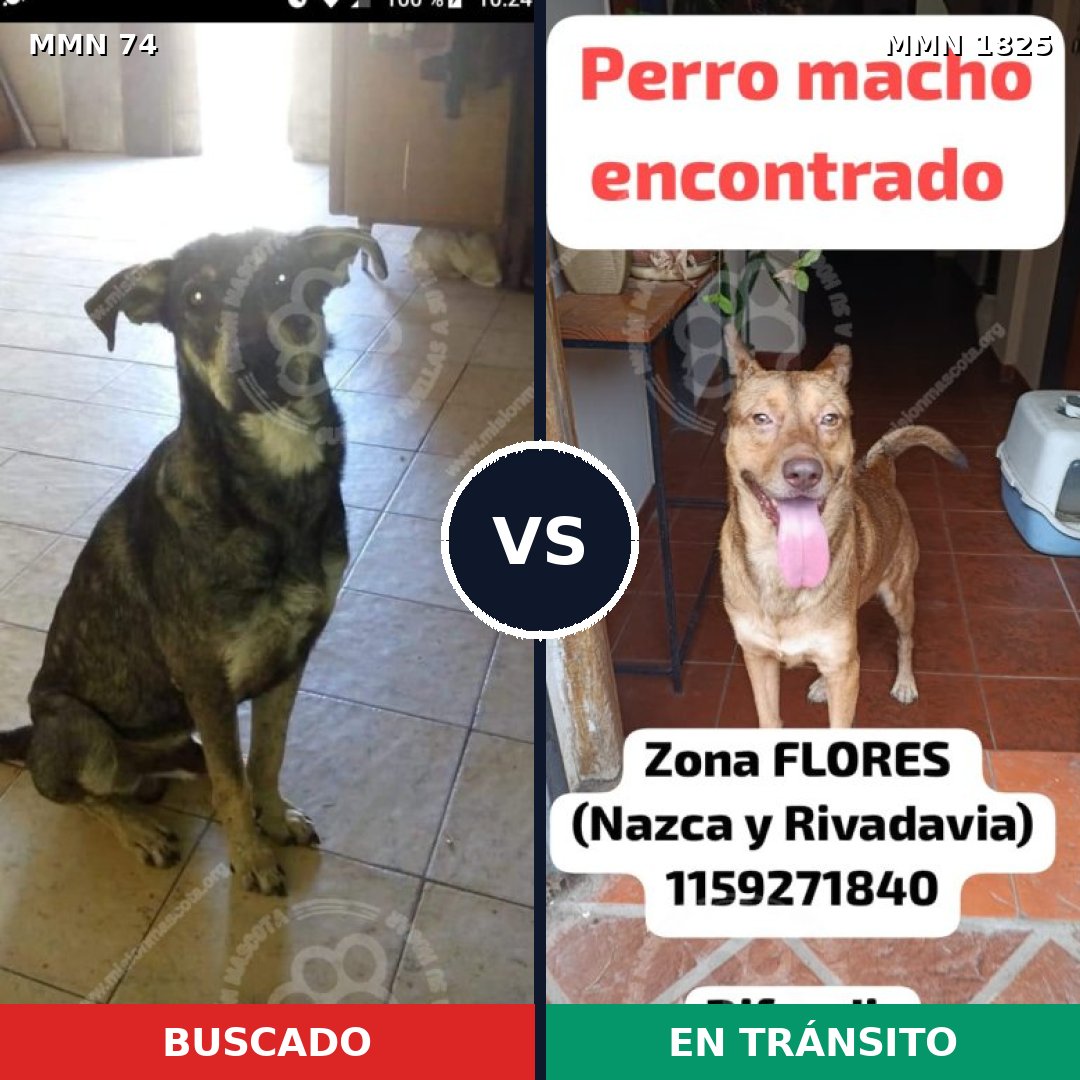 Comparativa MMS 40101: mascota perdida y mascota encontrada, 54% de similitud