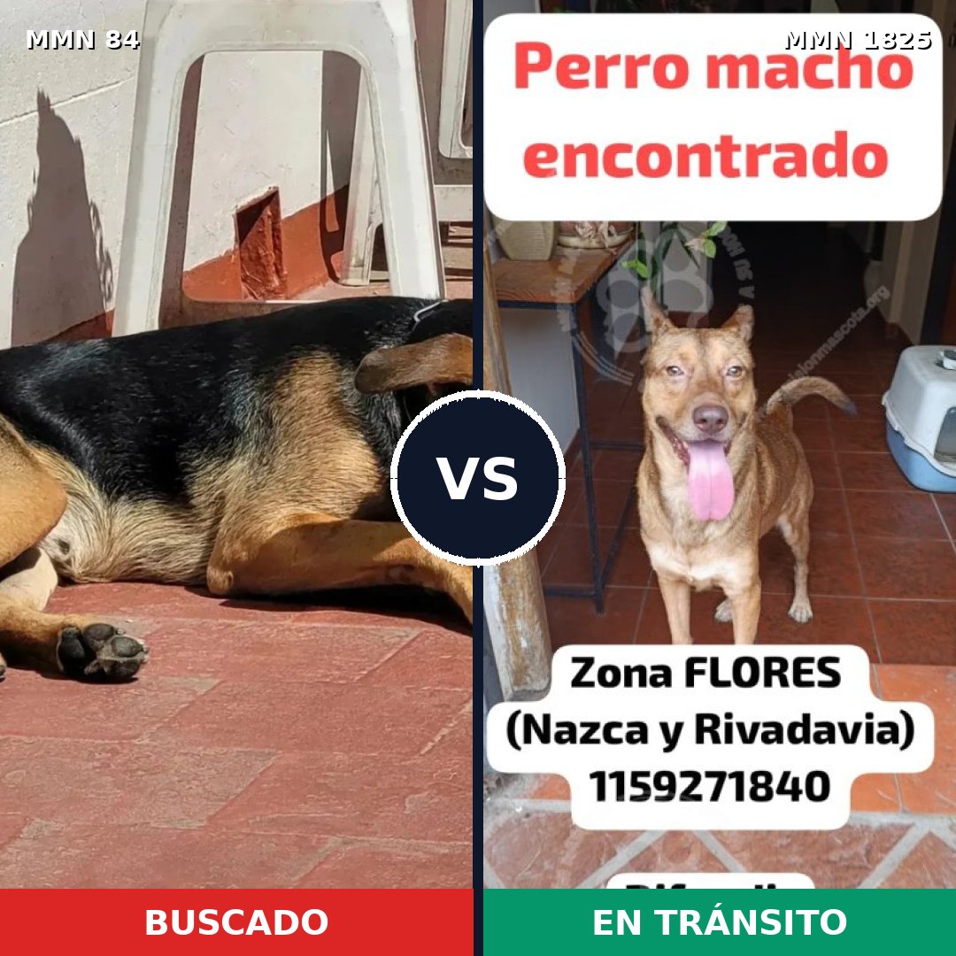 Comparativa MMS 40102: mascota perdida y mascota encontrada, 56% de similitud