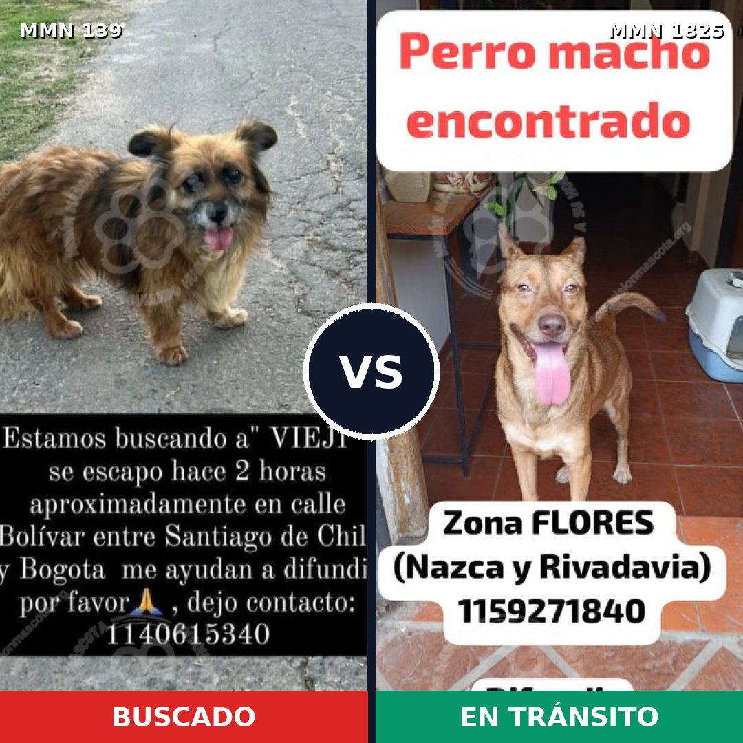 Comparativa MMS 40104: mascota perdida y mascota encontrada, 61% de similitud