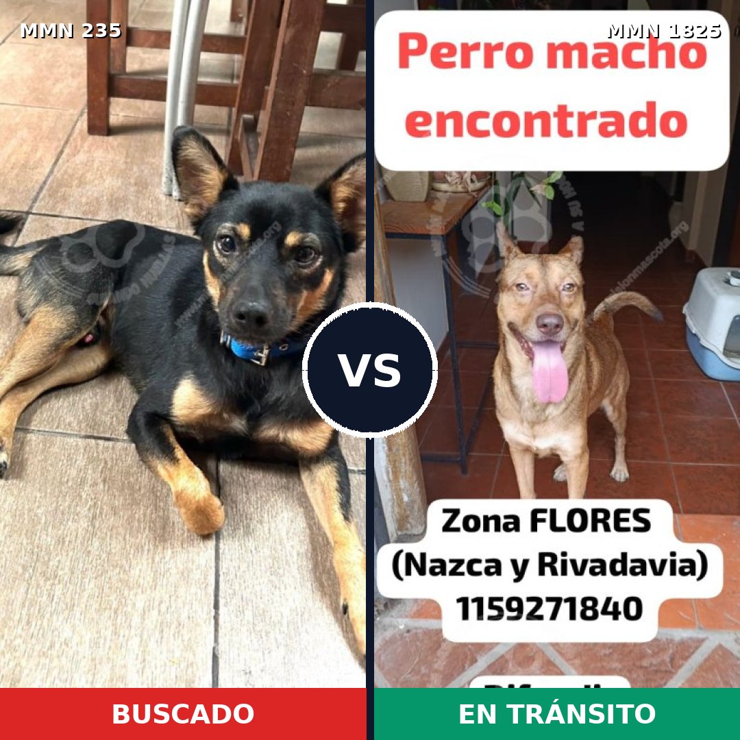 Comparativa MMS 40106: mascota perdida y mascota encontrada, 52% de similitud