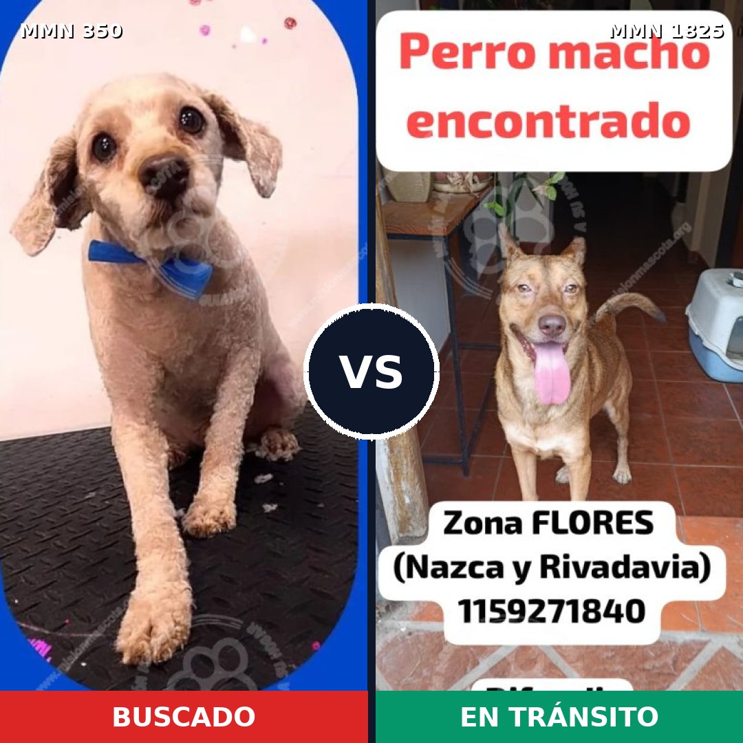Comparativa MMS 40109: mascota perdida y mascota encontrada, 50% de similitud