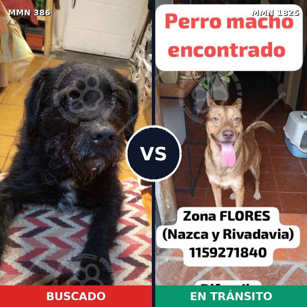 Comparativa MMS 40110: mascota perdida y mascota encontrada, 72% de similitud