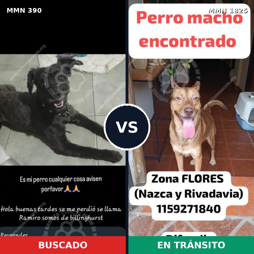 Comparativa MMS 40111: mascota perdida y mascota encontrada, 48% de similitud