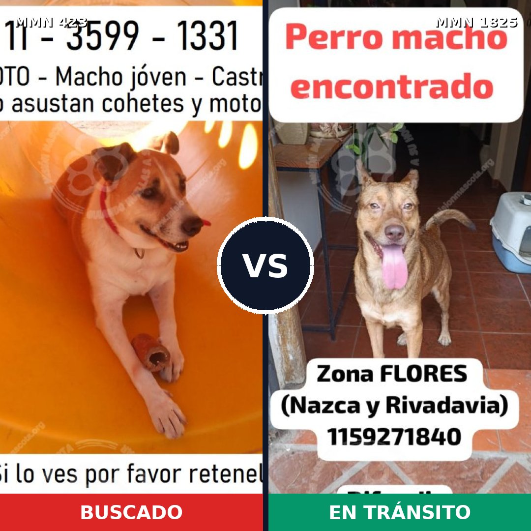 Comparativa MMS 40114: mascota perdida y mascota encontrada, 86% de similitud