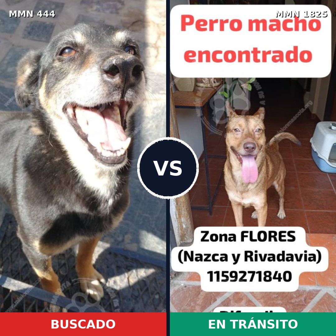 Comparativa MMS 40116: mascota perdida y mascota encontrada, 60% de similitud