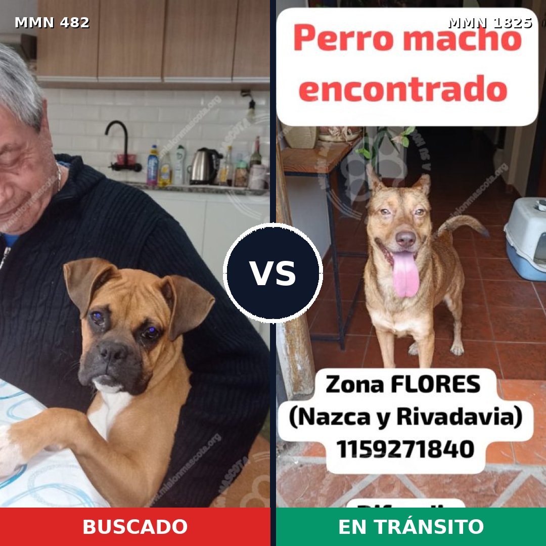 Comparativa MMS 40120: mascota perdida y mascota encontrada, 50% de similitud