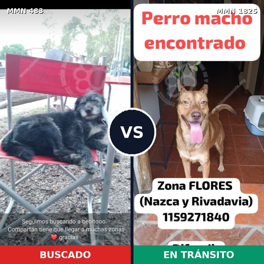 Comparativa MMS 40121: mascota perdida y mascota encontrada, 73% de similitud