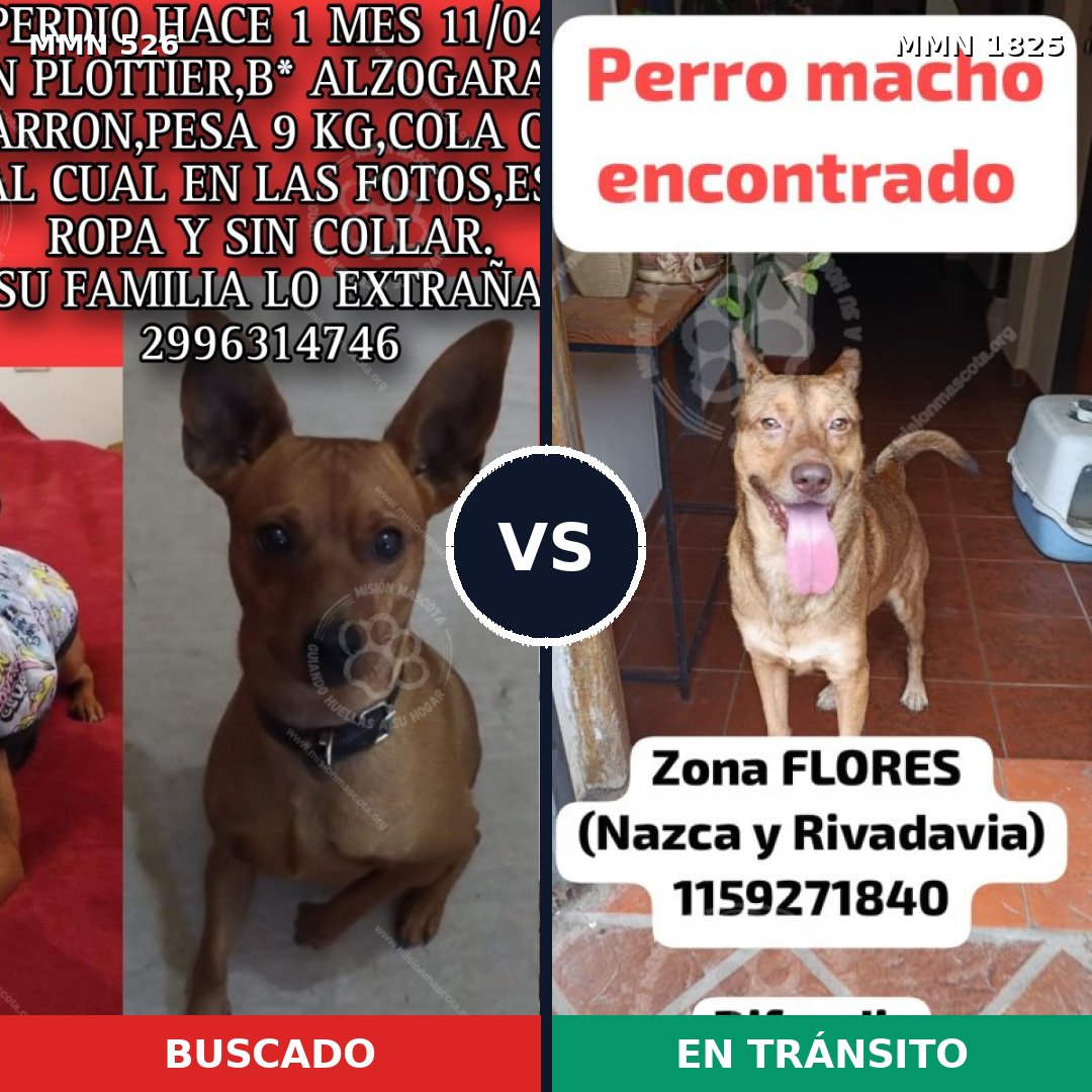Comparativa MMS 40124: mascota perdida y mascota encontrada, 29% de similitud