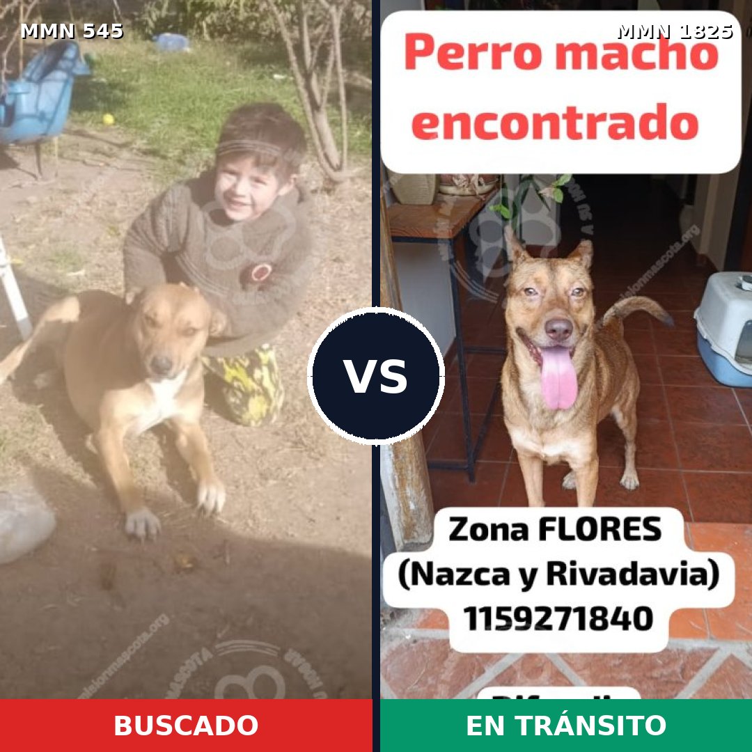 Comparativa MMS 40126: mascota perdida y mascota encontrada, 61% de similitud