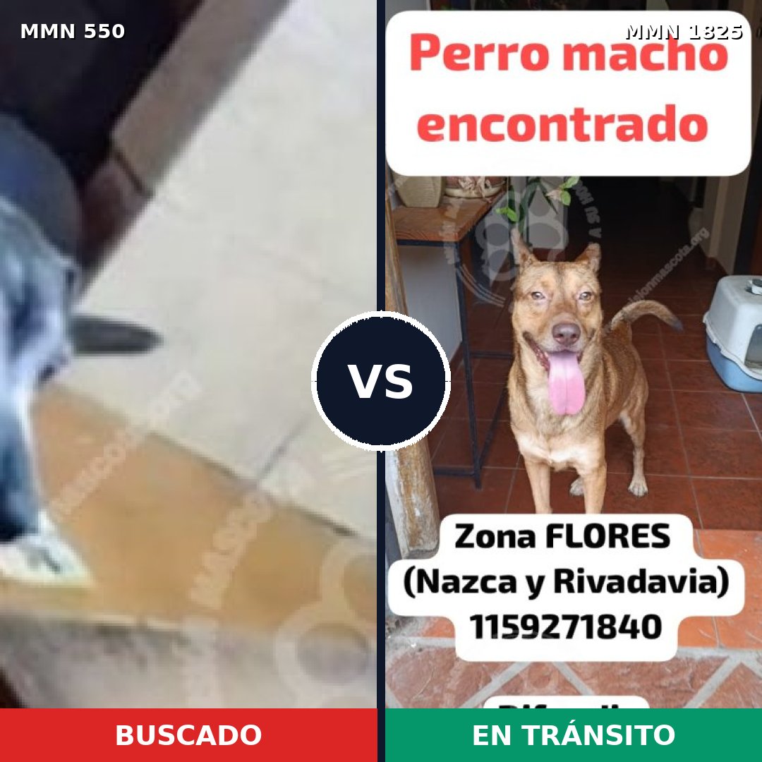 Comparativa MMS 40128: mascota perdida y mascota encontrada, 72% de similitud