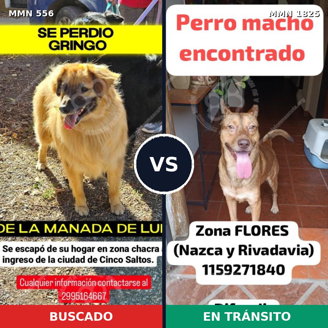 Comparativa MMS 40129: mascota perdida y mascota encontrada, 69% de similitud