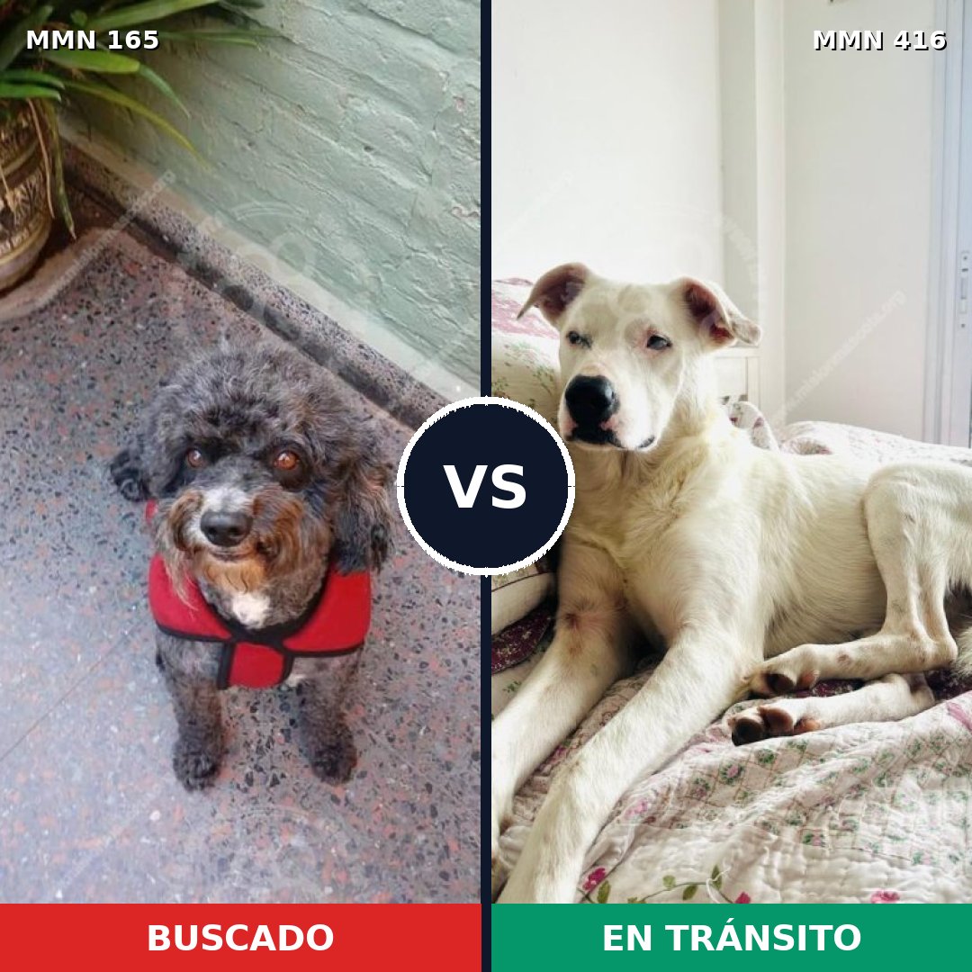 Comparativa MMS 4013: mascota perdida y mascota encontrada, 31% de similitud