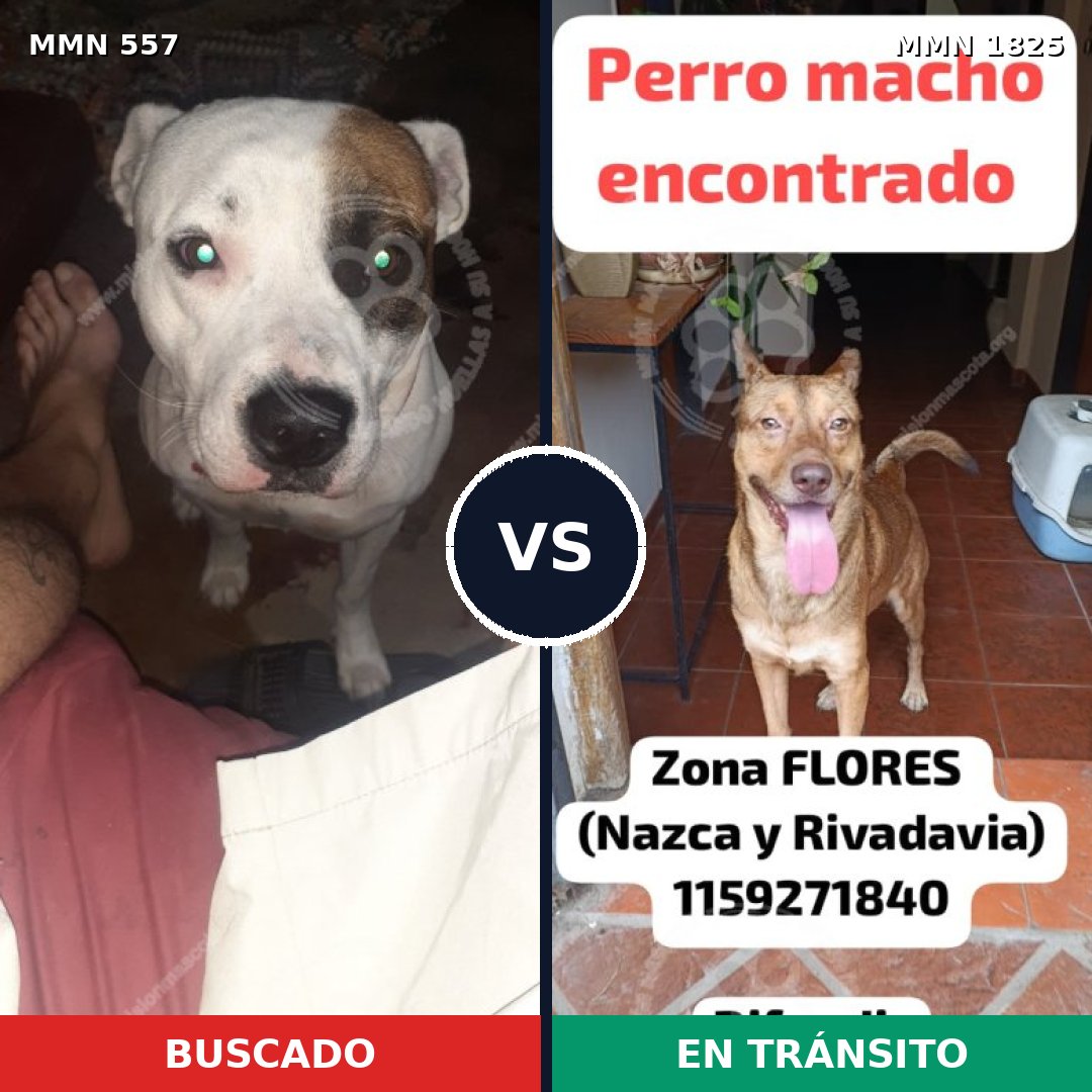 Comparativa MMS 40130: mascota perdida y mascota encontrada, 53% de similitud