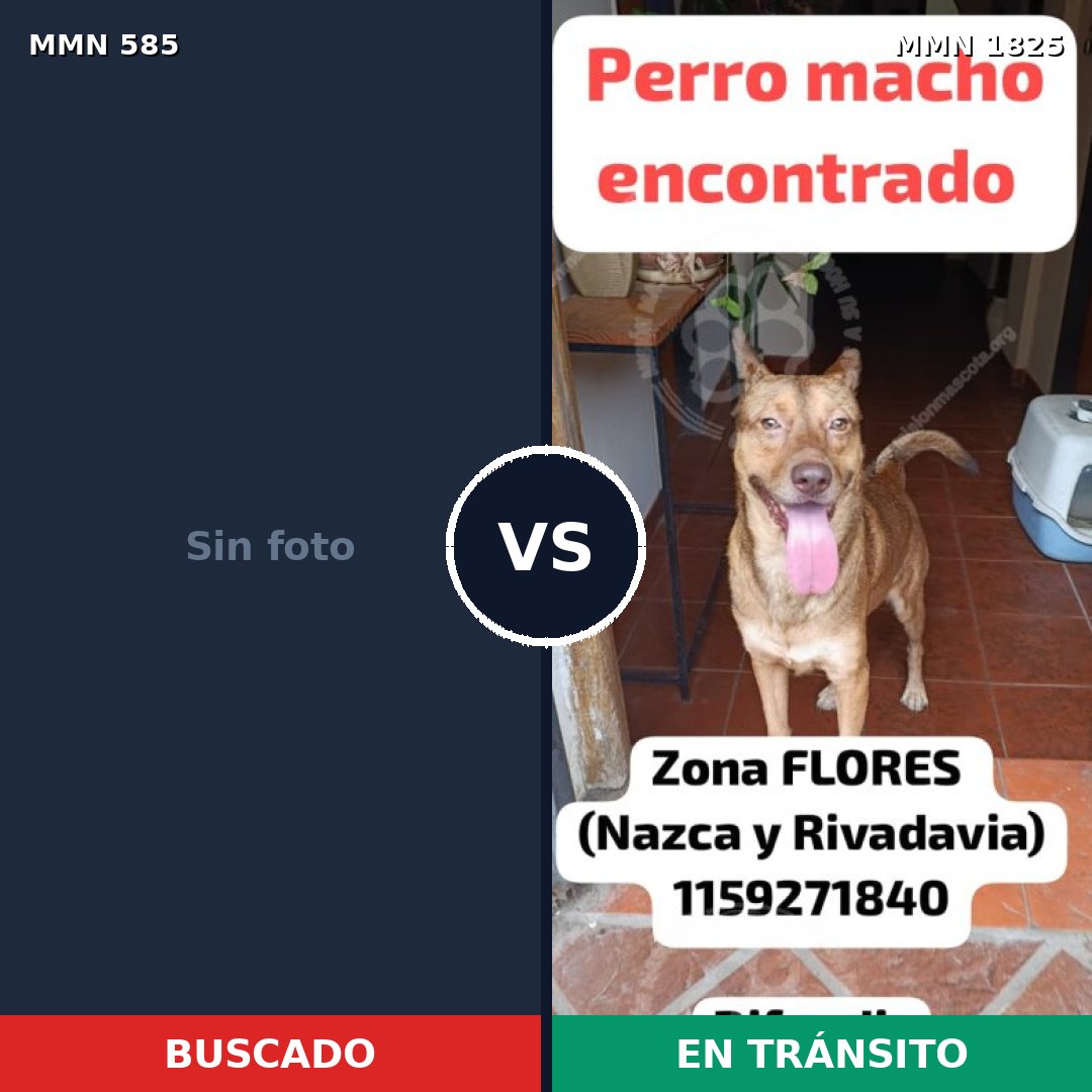 Comparativa MMS 40132: mascota perdida y mascota encontrada, 33% de similitud