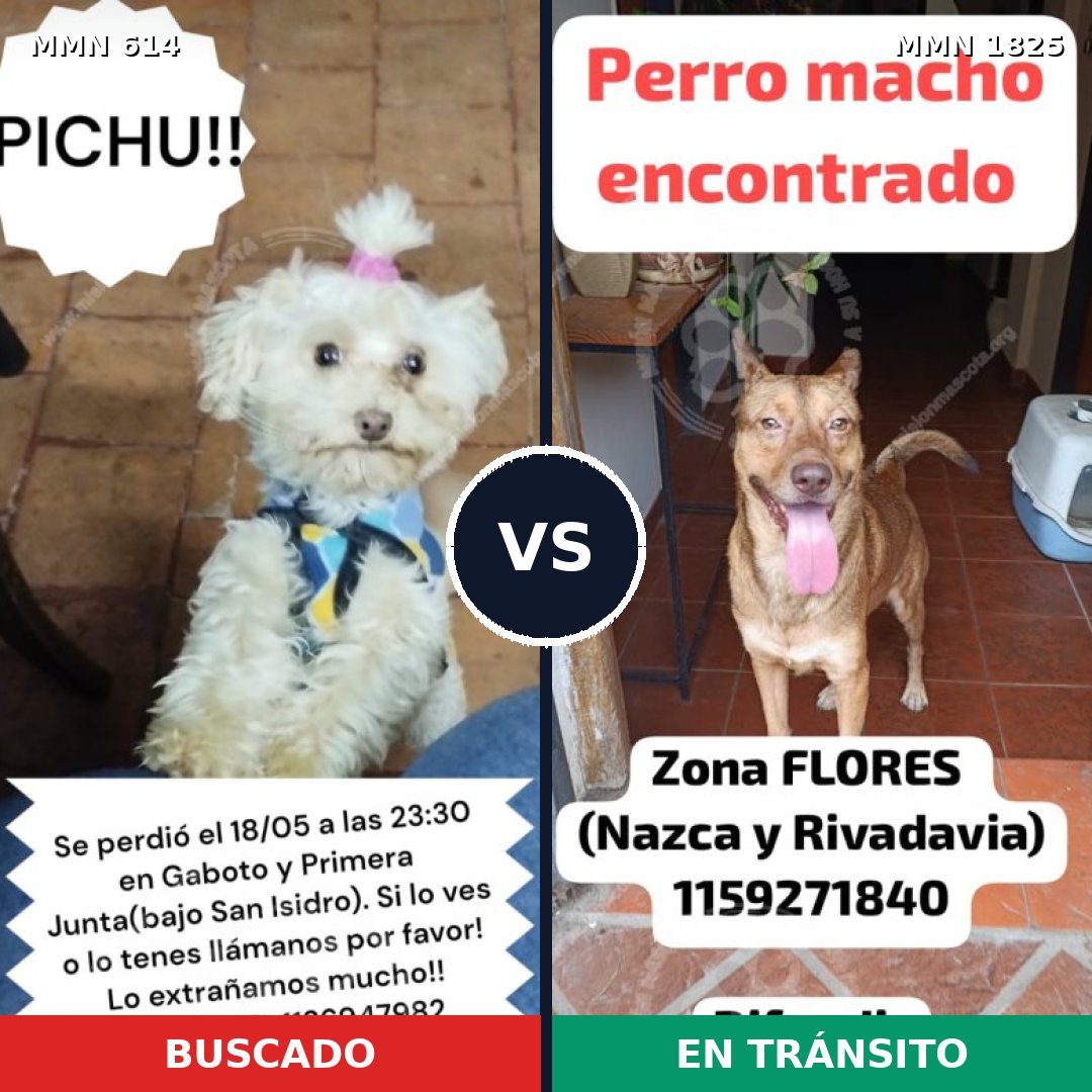 Comparativa MMS 40136: mascota perdida y mascota encontrada, 36% de similitud